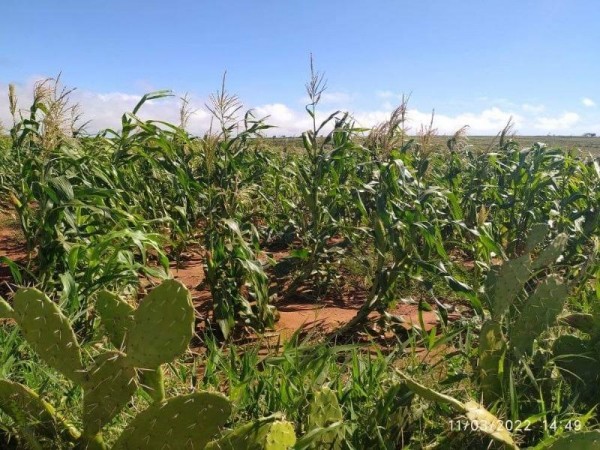 마다가스카르, 기록적 가뭄 속에서도 옥수수 재배 성공_이미지.jpg