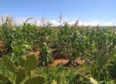 [포토] 마다가스카르, 기록적 가뭄 속에서도 옥수수 재배 성공
