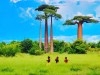 [포토뉴스] 마다가스카르 모론다바의 바오밥나무와 아이들